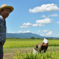 採種ほ場では腰を低くかがめて稲の高さを確認し、成長速度の違う異株がないかを丁寧に見まわる菊地富夫さん。息子の賢治さんとともに
